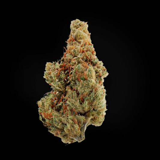 Close-up of a single Amnesia Haze flower bud showing vibrant green and orange hairs on a black background.