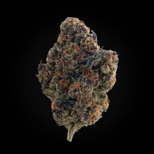 Close-up of a single Gelato Cake flower bud showing vibrant purple and orange hairs on a black background.