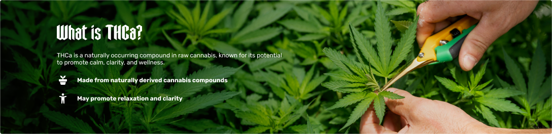 Hand trimming a hemp leaf in a garden, with text explaining THCa as a natural compound that may promote calm, clarity, and wellness.